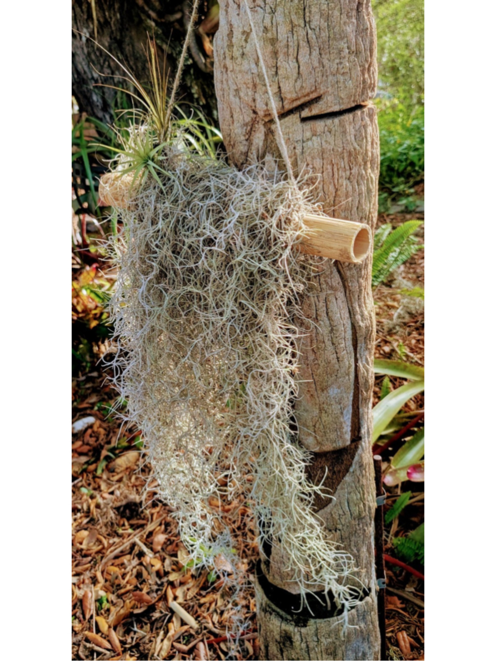 Large Spanish Moss Air Plant Wall Hanging Tillandsia Boho Coastal Living Decor